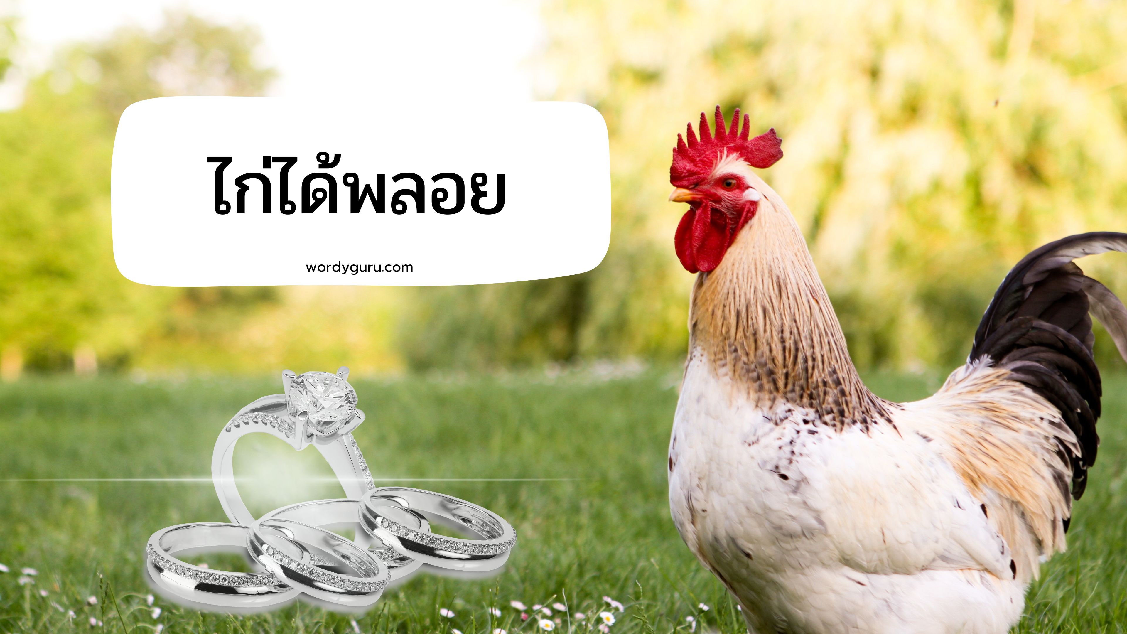 ไก่ได้พลอย หมายถึง?